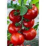 Seminte de tomate nedeterminate Zadurella F1 V370 F1 Vilsem 250 seminte