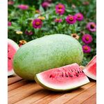 Seminte pepene verde Charleston Gray 500 gr