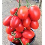 Seminte tomate Giacomo F1 100 seminte