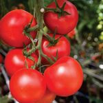 Seminte tomate MOLDOVEANU F1 500 seminte