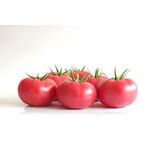 Seminte tomate Manistella F1 500 seminte