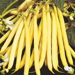 Seminte fasole fideluta galbena oloaga Roquencourt 1 kg