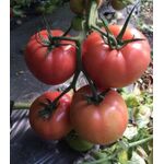 Seminte de tomate Perugino F1 (E15B.50756) 500 seminte