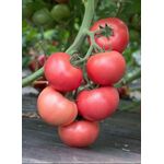 Seminte tomate Rozy F1 500 seminte