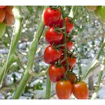 Seminte tomate Ardiles F1 100 seminte