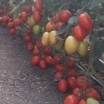 Seminte de tomate Bacalar F1 500 seminte
