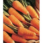 Seminte morcov Chantenay Red Cored 50 gr