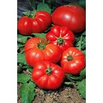 Seminte tomate Marmande 10 gr