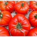 Seminte tomate Marmande 1 gr