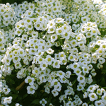 Seminte flori Ciucusoara Alyssum Snowcloth 0,5 gr
