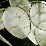 Seminte flori lopatea Lunaria Annua 1 gr