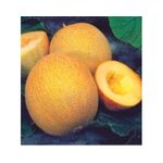 Seminte pepene galben hibrid Ananas F1 2 gr