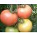 Seminte tomate Mamston F1 500 seminte