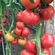 Seminte tomate TY – 12 RZ F1 100 seminte