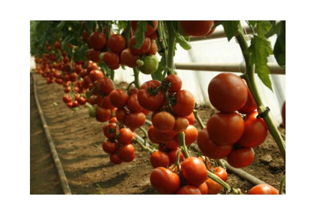 Seminte tomate Attiya F1 100 seminte