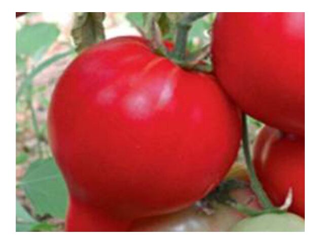 Seminte tomate Pekonet F1 500 seminte