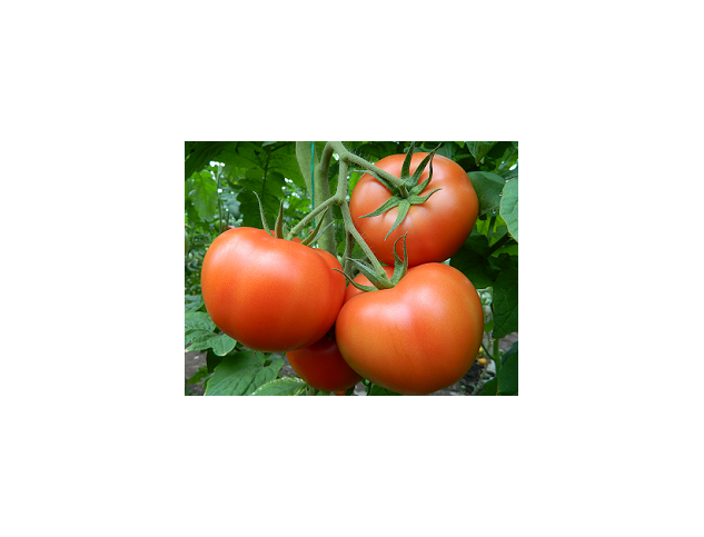 Seminte tomate Sandoline F1 500 seminte