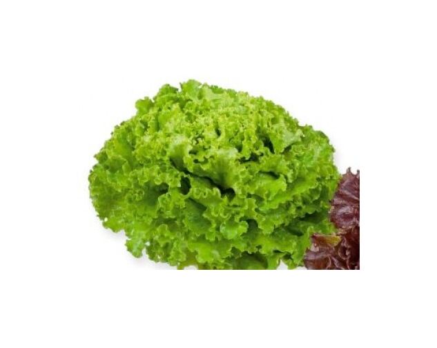 Seminte salata batavia Aficion 5 gr