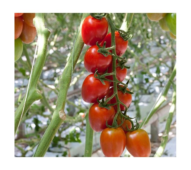 Seminte tomate Ardiles F1 100 seminte