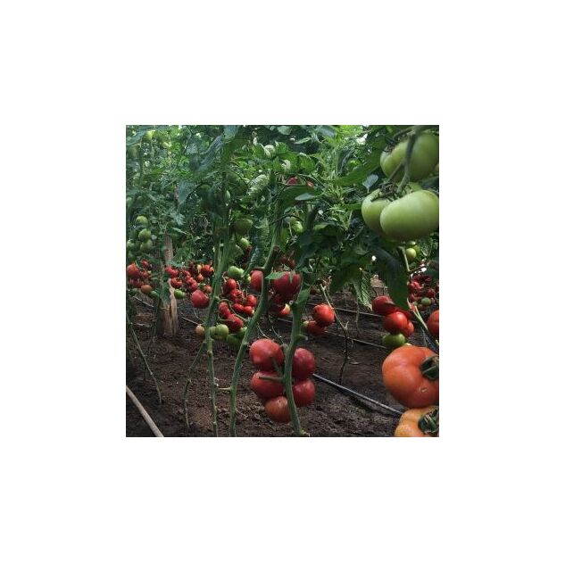Seminte tomate TY – 12 RZ F1 1000 seminte