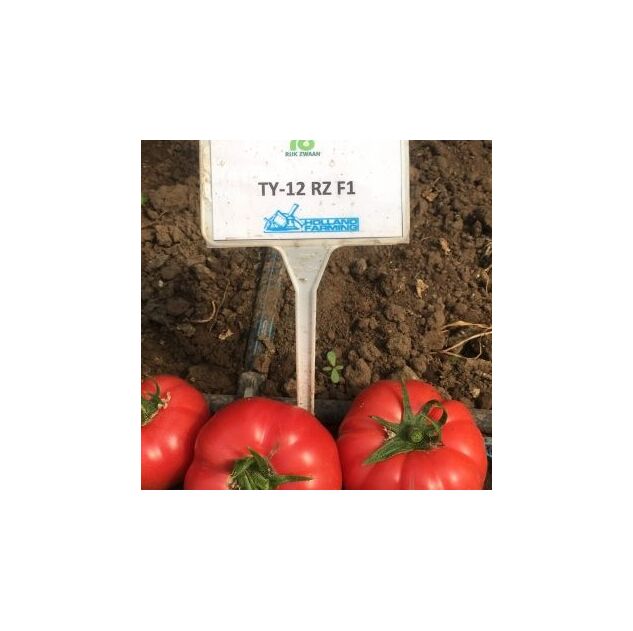 Seminte tomate TY – 12 RZ F1 1000 seminte