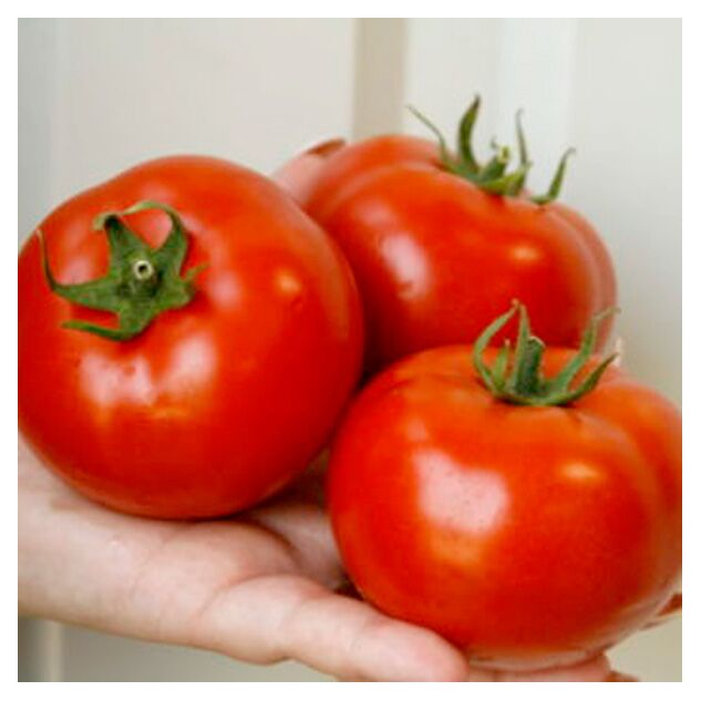 Seminte tomate Alamina F1 1000 seminte