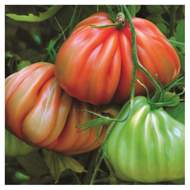 Seminte tomate Arawak F1 500 seminte
