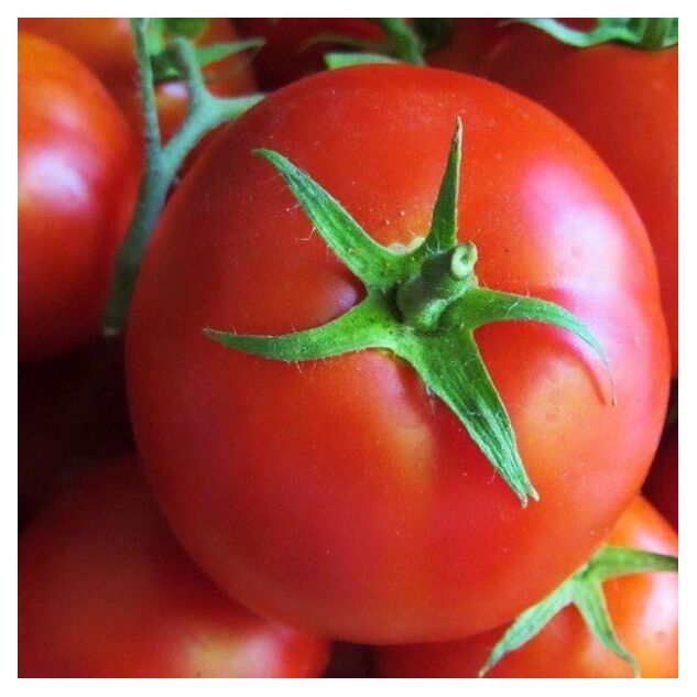 Seminte tomate Bobcat F1 1000 seminte