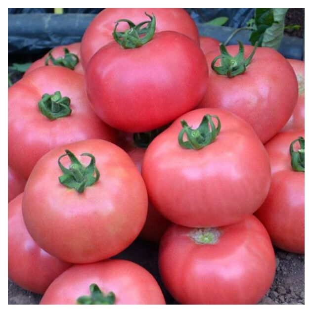 Seminte tomate Dimerosa F1 500 seminte