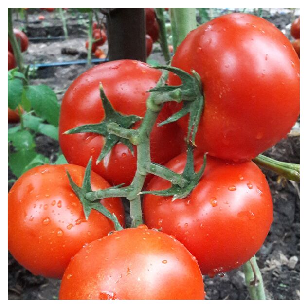 Seminte tomate Dinakor F1 500 seminte