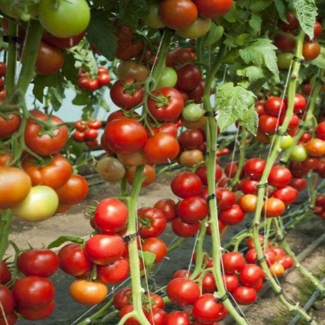 Seminte tomate Doufu F1 1000 seminte