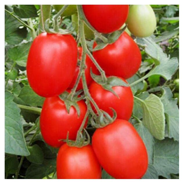 Seminte tomate Firmus F1 2500 seminte