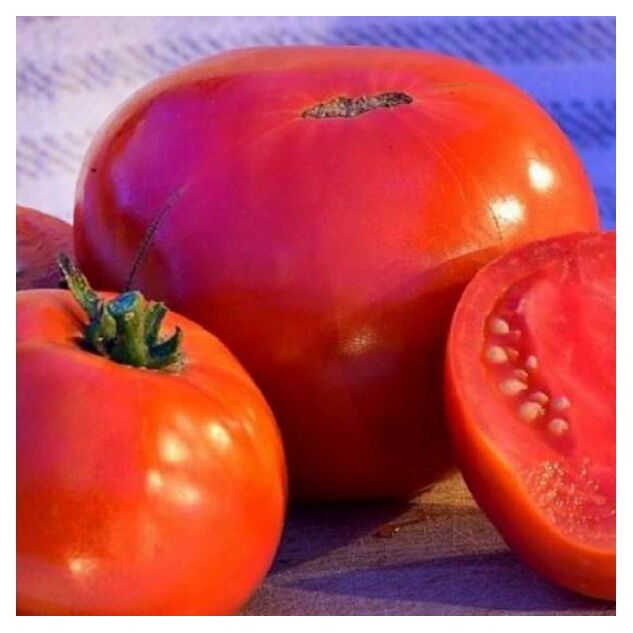 Seminte tomate Ghittia 3000 seminte