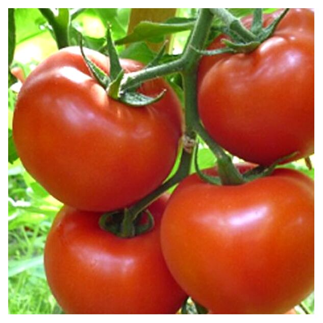 Seminte tomate Gravitet F1 500 seminte