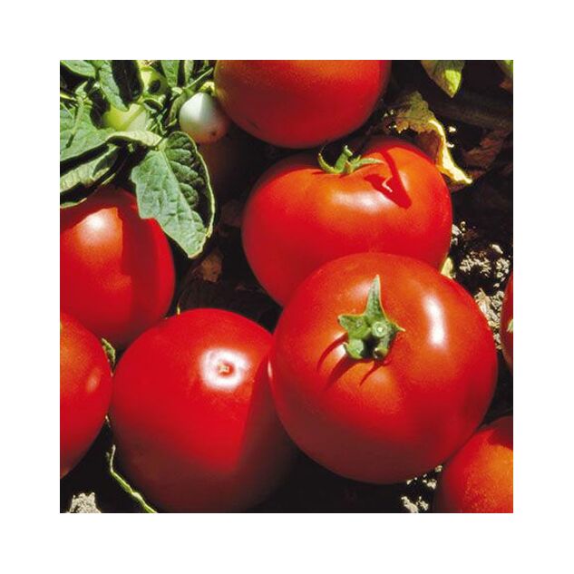 Seminte tomate Lojain F1 1000 seminte