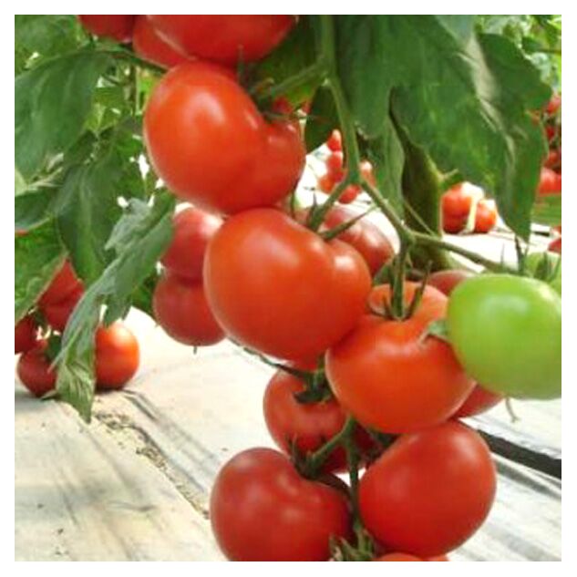 Seminte tomate Matissimo F1 100 seminte