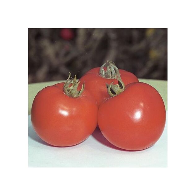 Seminte tomate Polfast F1 1000 seminte