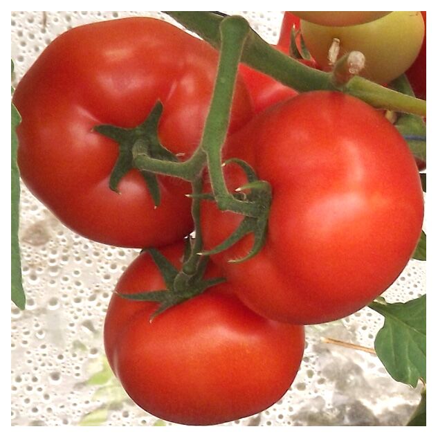 Seminte tomate extratimpurii Qualitet F1 500 seminte