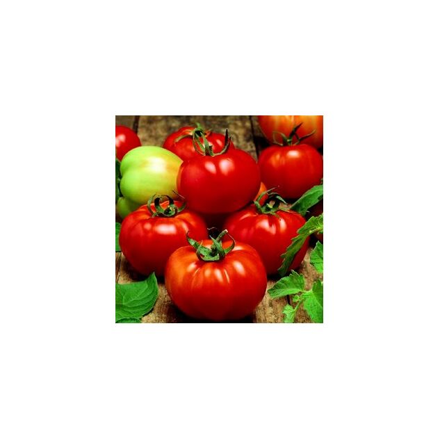 Seminte tomate Sultan F1 1000 seminte