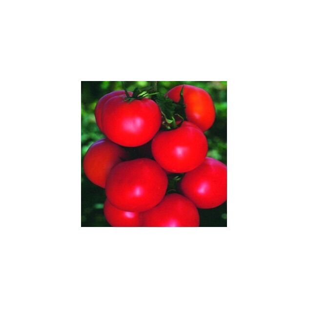 Seminte tomate Tolstoi F1 1000 seminte