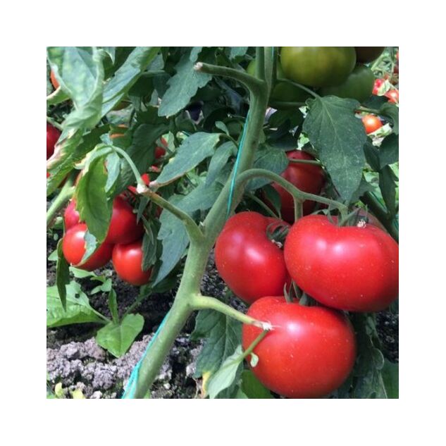 Seminte tomate Vasanta F1 1000 seminte