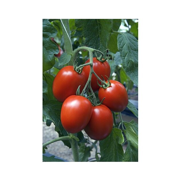 Seminte de tomate nedeterminate Charanda F1 1000 seminte