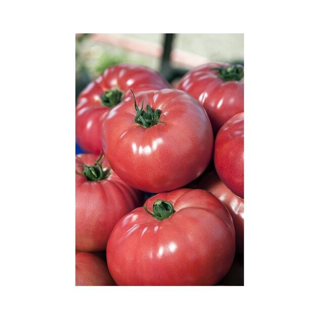 Seminte de tomate nedeterminate VP1 tomata roz 250 seminte
