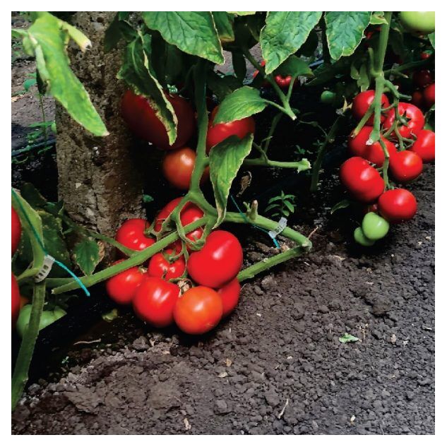 Seminte tomate OLTENA F1 500 seminte