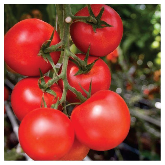 Seminte tomate MOLDOVEANU F1 100 seminte