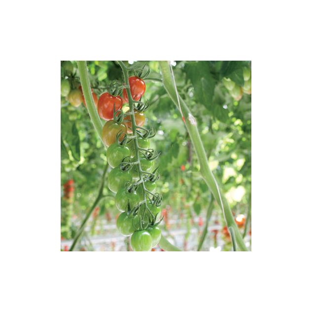 Seminte tomate Pareso RZ F1 100 seminte