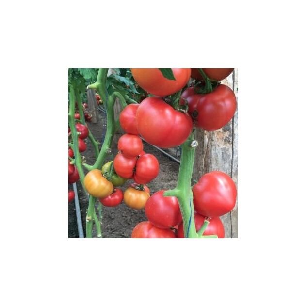 Seminte tomate TY – 12 RZ F1 100 seminte