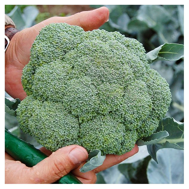 Seminte broccoli Belstar F1 1000 seminte