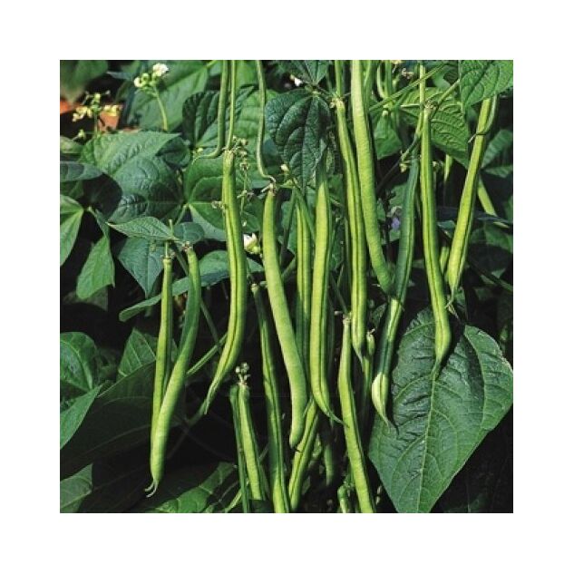 Seminte fasole fideluta pitica verde Prelude 100 gr