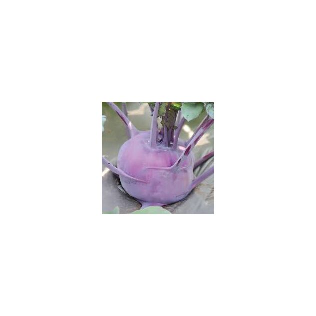 Seminte gulioare Delicacy Purple 10 gr